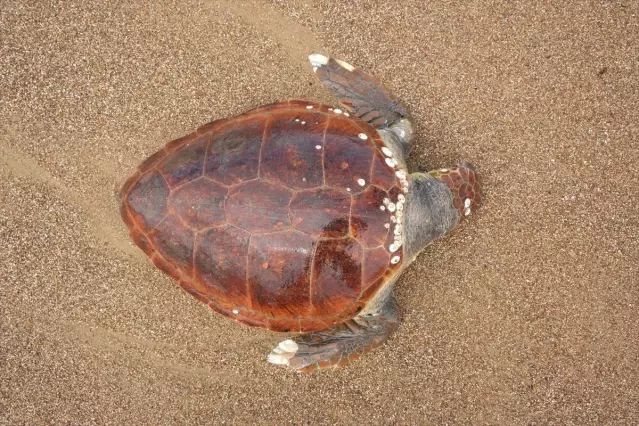 Manavgat Sahilinde Ölü Caretta Caretta Bulundu