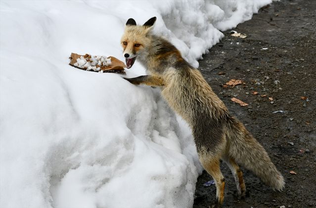 Kars Sarıkamış'ta Kızıl Tilki Karla Kaplı Alanda Ekmek ve Kemik Kırıntılarıyla Beslendi