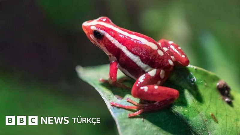 Navalni'nin Ölümünde Kullanıldığı İddia Edilen Ok Kurbağası Zehri Epibatidin Nedir?