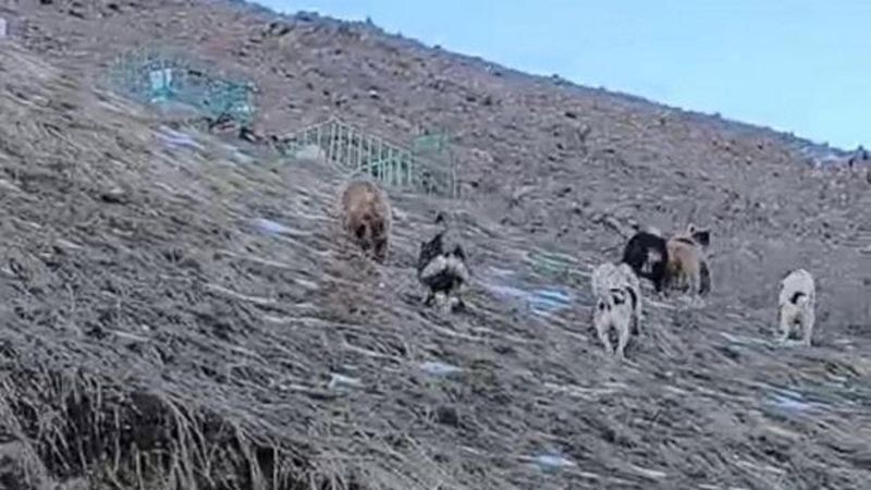 Hakkari’de Çoban Köpekleri Ayıları Köyden Uzaklaştırdı