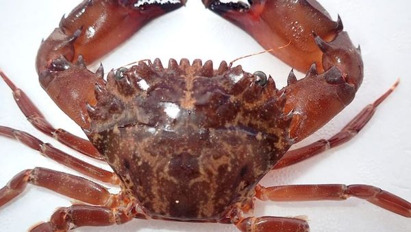 Akdeniz’de İstilacı Yengeç Türü Hızla Yayılıyor