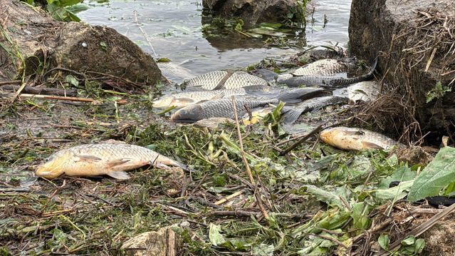 Büyükçekmece Gölü'nde Su Çekilince İsrail Sazanları Kıyıda Mahsur Kaldı