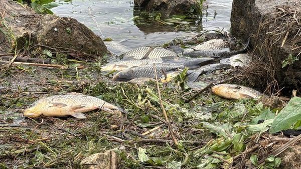 Büyükçekmece Gölü'nde Su Çekilince İsrail Sazanları Kıyıda Mahsur Kaldı