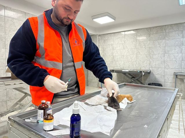 Düzce'de İtfaiye, Kanala Düşen İki Kedi Yavrusunu Kurtardı