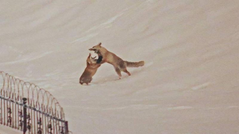 Bitlis'te Dron Kamerası İki Tilkinin Şaşırtan Anlarını Kaydetti