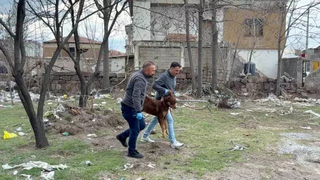 Kayseri'de Başıboş Köpeğin Saldırdığı 3 Yaşındaki Çocuk Ağır Yaralandı