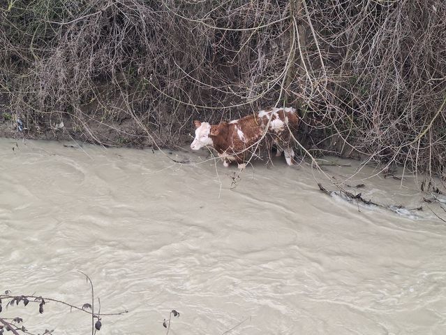 Mudurnu'da Dereye Düşen Buzağı Köylülerce Kurtarıldı