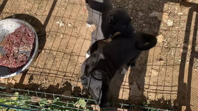 Antalya'da Kaçak Köpek Üretimine 327 Bin TL Ceza Kesildi