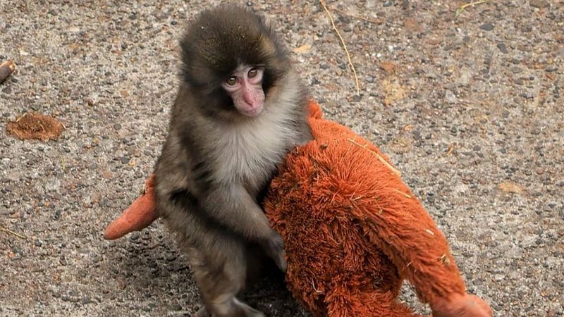 Japon Şebekî Punch'ın Yalnızlığı ve Müdahale Tartışması