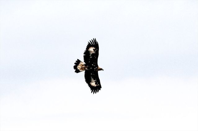Kaya Kartalı, Iğdır'ın Doğal Ortamında 320 Km/Saat Hıza Ulaştı