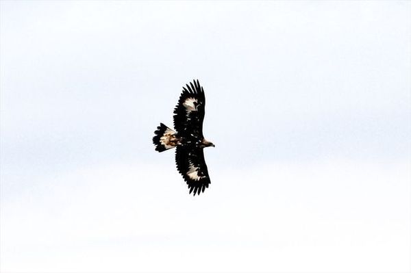 Kaya Kartalı, Iğdır'ın Doğal Ortamında 320 Km/Saat Hıza Ulaştı